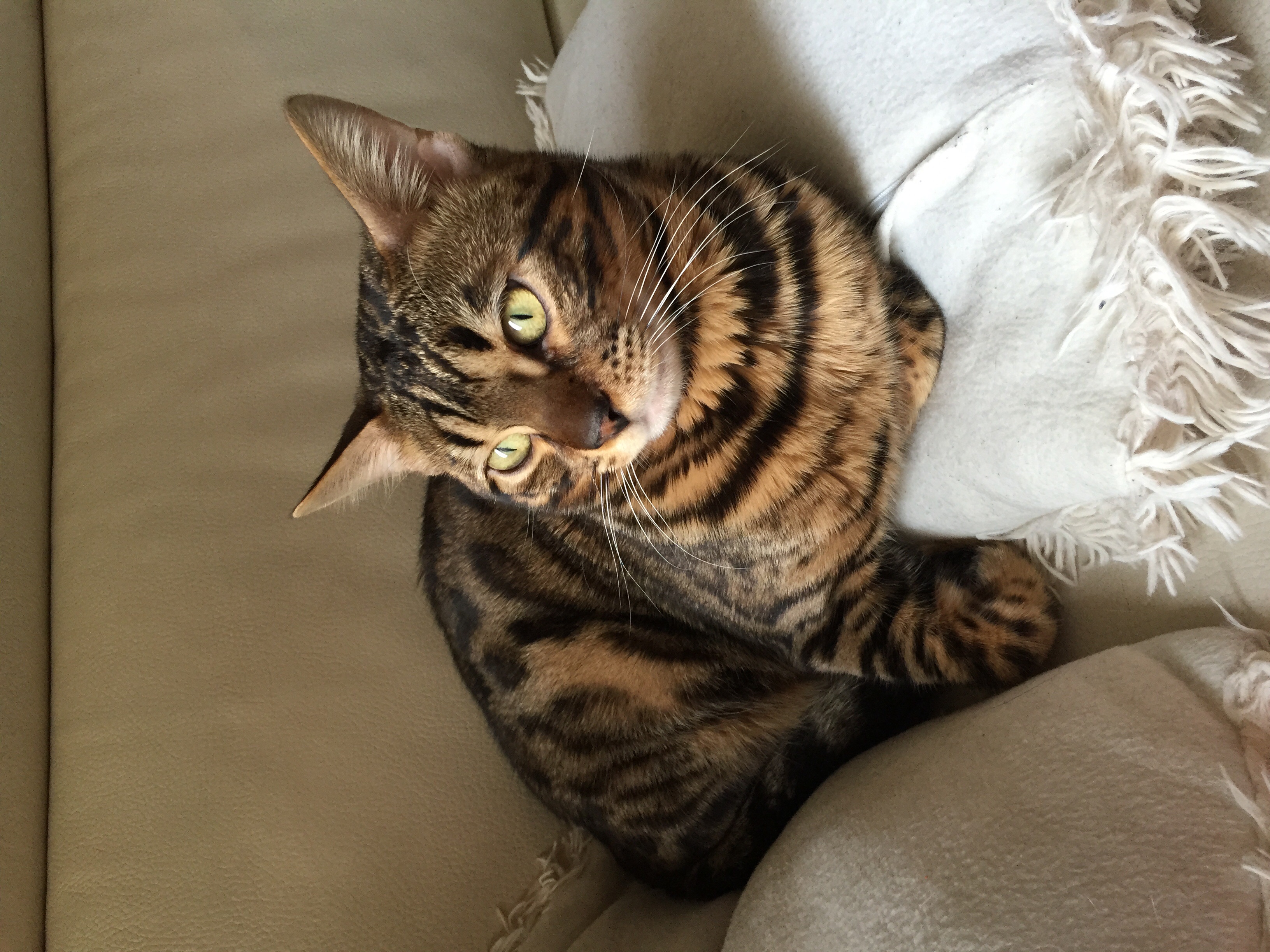 chat bengal a vendre paris