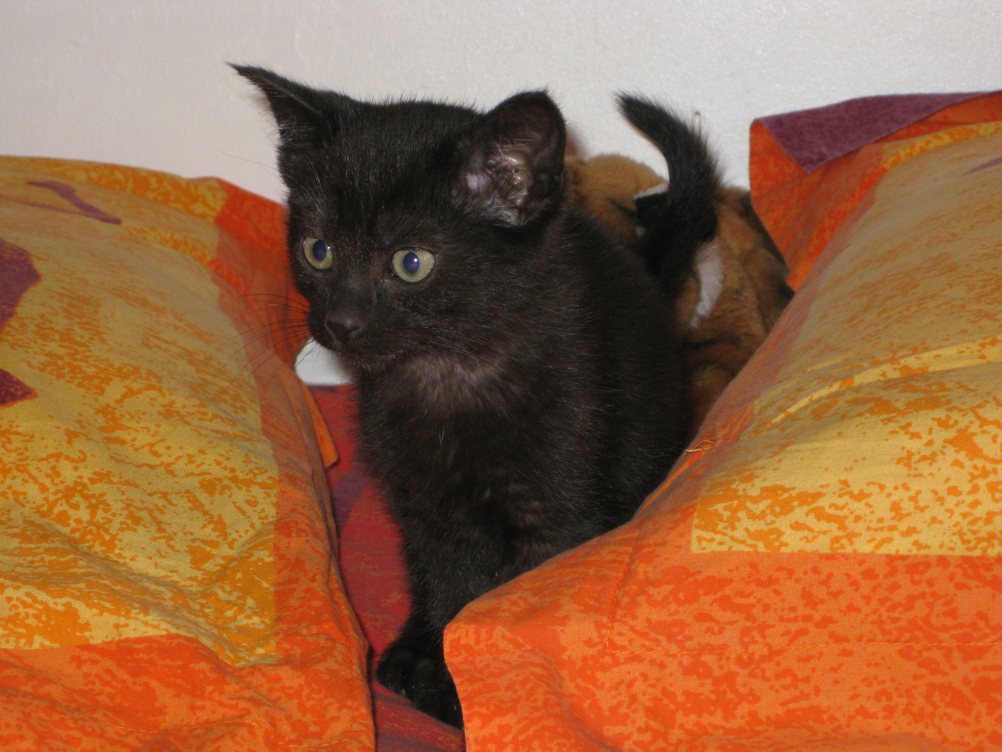 DONNE CHATON FEMELLE De Couleur Noire De 2 Mois Loire Atlantique 44