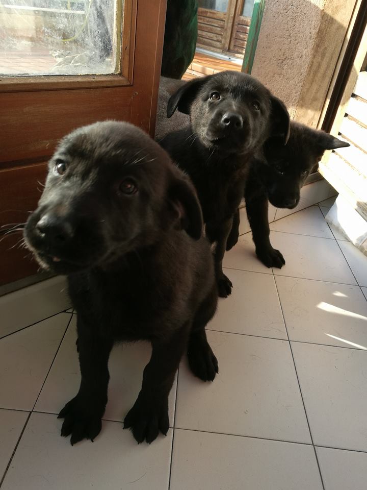 Donne chiots crois e labrador berger allemand Vaucluse 84