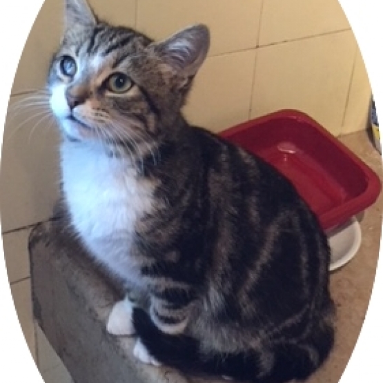 chaton a adopter sur marseille bouches du rhone 13 gratuit sur animoz net
