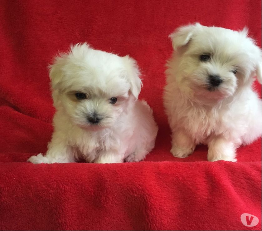 Chiots Bichon Maltais Lof Paris 75 Sur Animoz Net