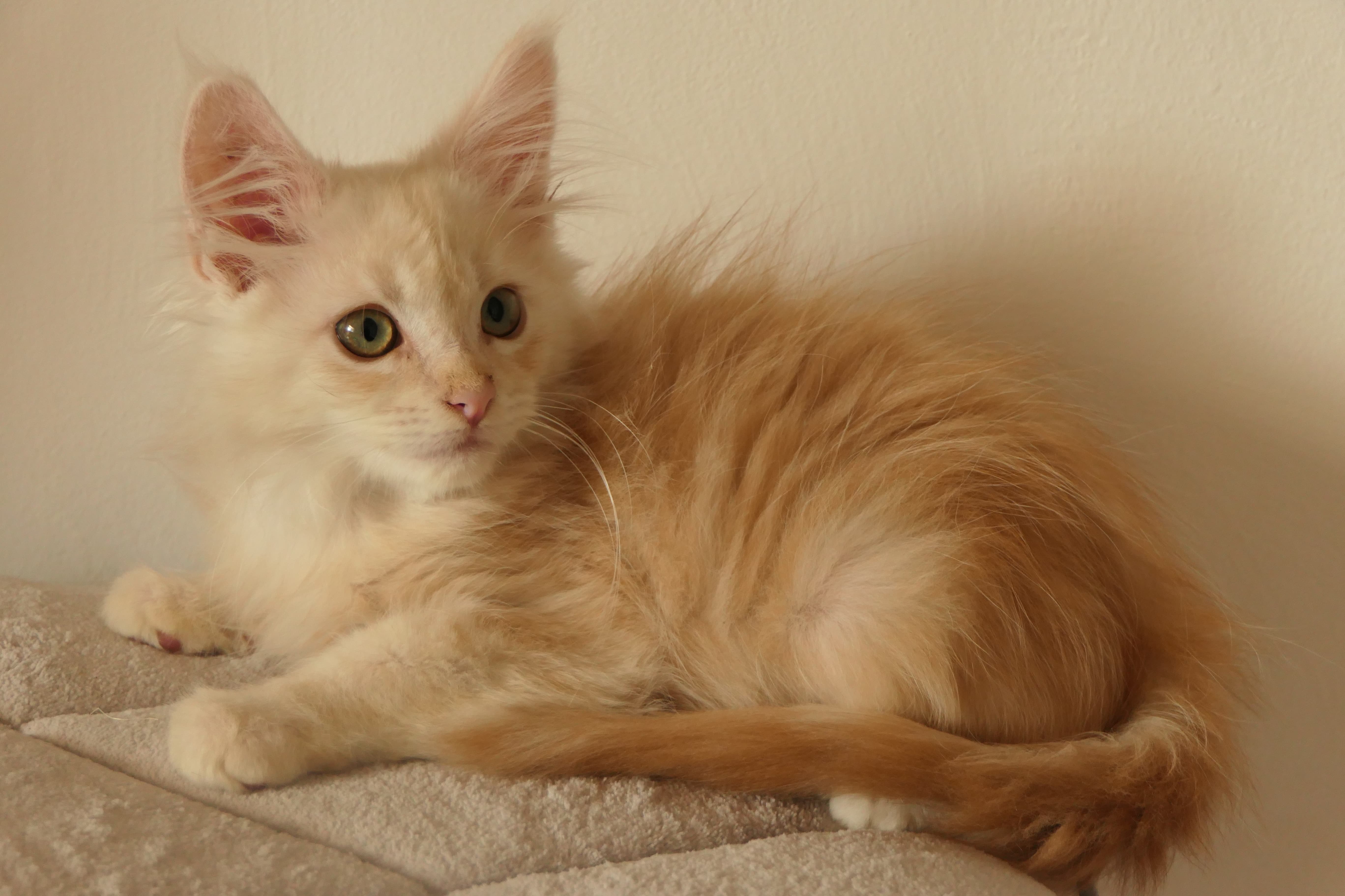 Superbe Chaton Maine Coon M Le Red Silver Gard Sur Animoz Net