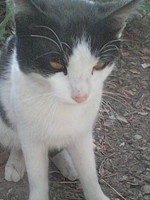 Genti chat de un an à adopter sur Marseille uniquement Bouches du Rhône