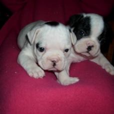 Image pour l'annonce CHIOTS BOULEDOGUE FRANCAIS