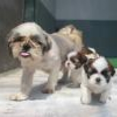 Image pour l'annonce Exceptionnels Chiots Shih Tzu Pure Race