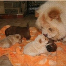 Image pour l'annonce Magnifiques Chiots Chow Chow Pure Race