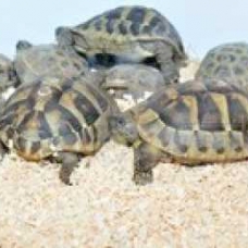 Image pour l'annonce Superbes Tortues terrestres Hermann Testudo Hermanni Hermanni