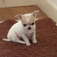 Image pour l'annonce Magnifique  chiot type -Chihuahua  femelle  non LOF