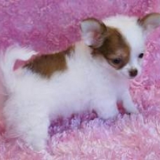 Image pour l'annonce Magnifique  chiot type -Chihuahua  femelle  non LOF