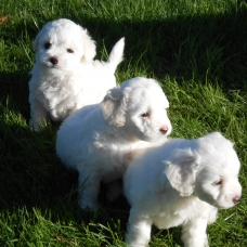 Image pour l'annonce bichons a poils frisés