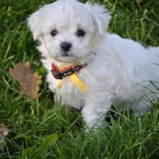 Image pour l'annonce Superbe mini ptit BICHON FRISE femelle inscrit au non LOF??