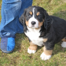 Image pour l'annonce Adoption de mes adorables chiots bouvier bernois