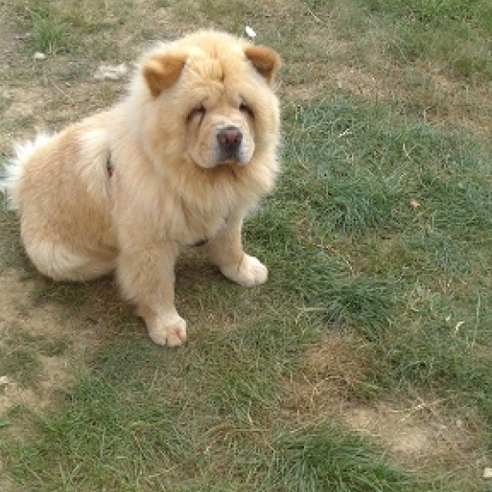 Image pour l'annonce Mâle chow chow crème dispo pour saillie