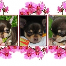 Image pour l'annonce Superbes Chiots Chihuahua Pure Race Poils Courts Taille Standard