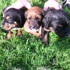 Image pour l'annonce vend 5 chiots urgent