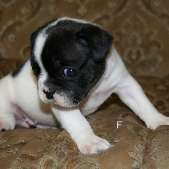 Image pour l'annonce A adopter magnifique chiot Bouledogue français femelle lof