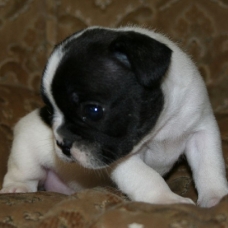 Image pour l'annonce A adopter magnifique chiot Bouledogue français femelle lof