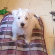 Image pour l'annonce chiots westie