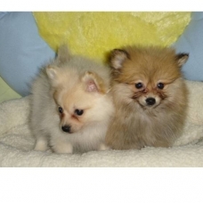 Image pour l'annonce adorables chiots spitz!!