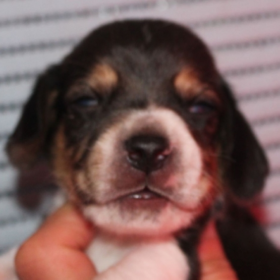 Image pour l'annonce Superbes Chiots Beagle Pure Race