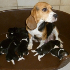 Image pour l'annonce Superbes Chiots Beagle Pure Race