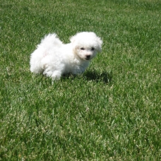 Image pour l'annonce Chiots de type bichons maltais