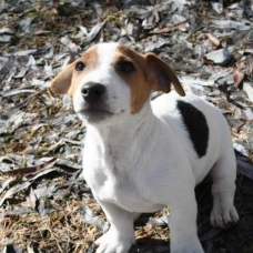 Image pour l'annonce A RESERVER CHIOTS TYPE JACK RUSSELL SEVRES POUR NOEL