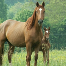 Image pour l'annonce Pension et retraite pour chevaux