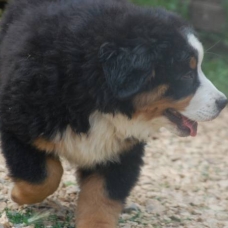 Image pour l'annonce DONNE Chiot bouvier bernois femelle , inscrits au LOF