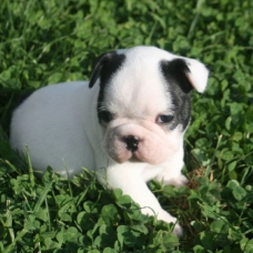 Image pour l'annonce A adopter une petite femelle  Bouledogue français