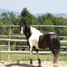 Image pour l'annonce vend Cheval pie noire de toute beauté