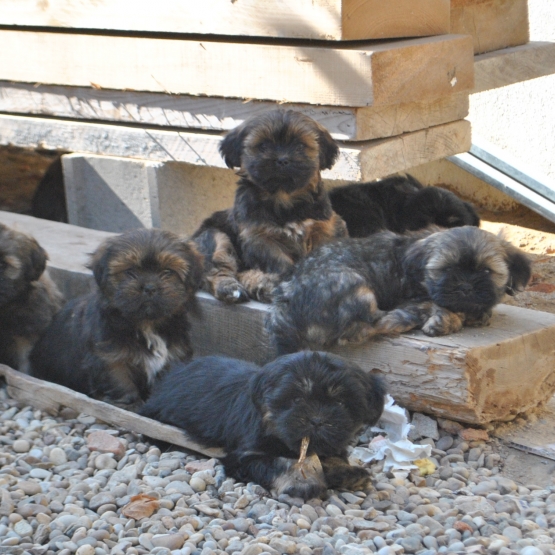 Image pour l'annonce Superbes bébés LHASSA APSO lof