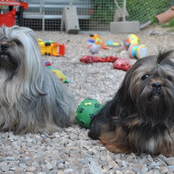 Image pour l'annonce Superbes bébés LHASSA APSO lof