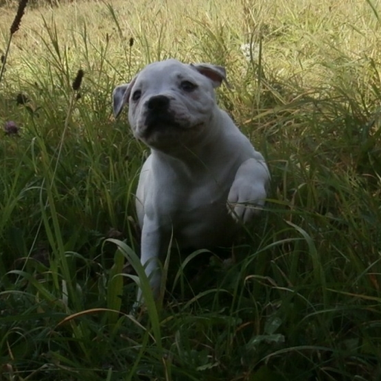 Image pour l'annonce Chiots bouledogue américain pédigrée NKC à réserver