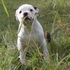 Image pour l'annonce Chiots bouledogue américain pédigrée NKC à réserver