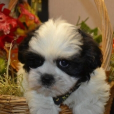 Image pour l'annonce Femelle Chiot Shih-Tzu croisé Caniche