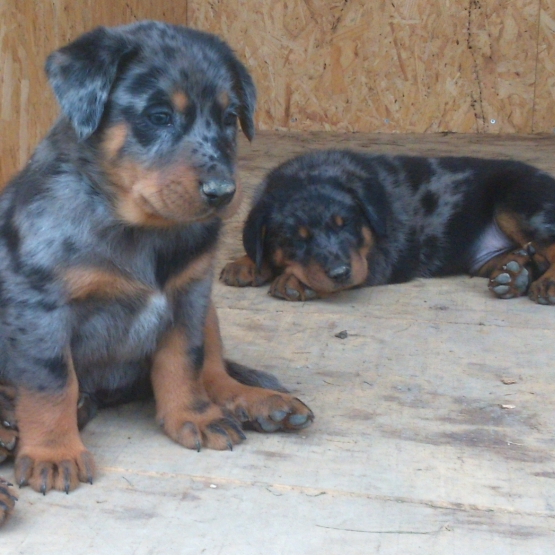 Image pour l'annonce MAGIFIQUES chiots BEAUCERONS arlequin ou noir et feu LOF à réserver