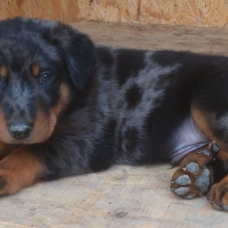 Image pour l'annonce MAGIFIQUES chiots BEAUCERONS arlequin ou noir et feu LOF à réserver