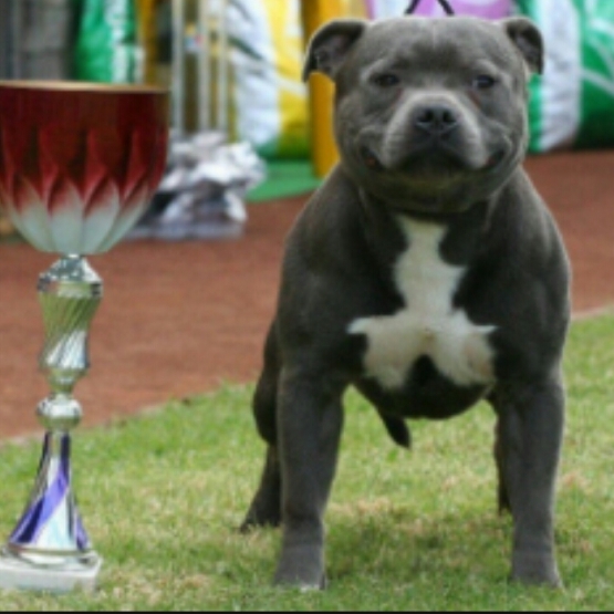 Image pour l'annonce chiot staffie bleu