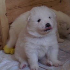 Image pour l'annonce magnifque chiots samoyède LOF