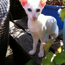 Image pour l'annonce Chaton Oriental sevré - Blanc - yeux bleus - Loof