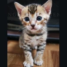 Image pour l'annonce Chaton Bengal femelle rosettes motif léopard