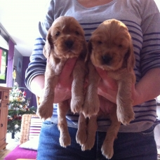 Image pour l'annonce chiots cocker spaniel anglais lof