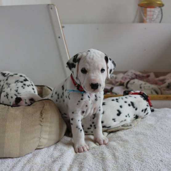 Image pour l'annonce Chiots Dalmatiens LOF nés le 22/11/2014