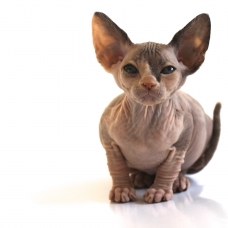 Image pour l'annonce Chaton Femelle Sphynx LOOF