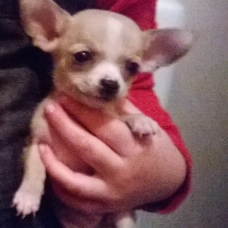 Image pour l'annonce bébé chihuahua à reservé