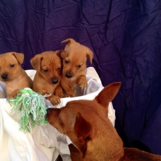 Image pour l'annonce Vends chiots d'apparence pinscher nain