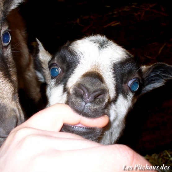 Image pour l'annonce Exceptionnelles CHEVRES ALPINES de sélection (compagnie / lait / débroussaillage)