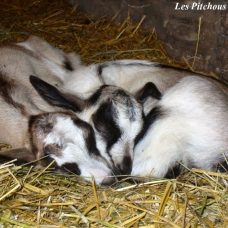 Image pour l'annonce Exceptionnelles CHEVRES ALPINES de sélection (compagnie / lait / débroussaillage)