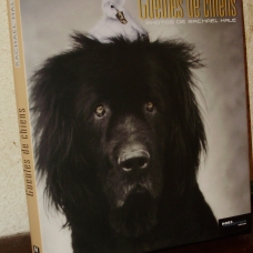 Image pour l'annonce Gueules de Chiens